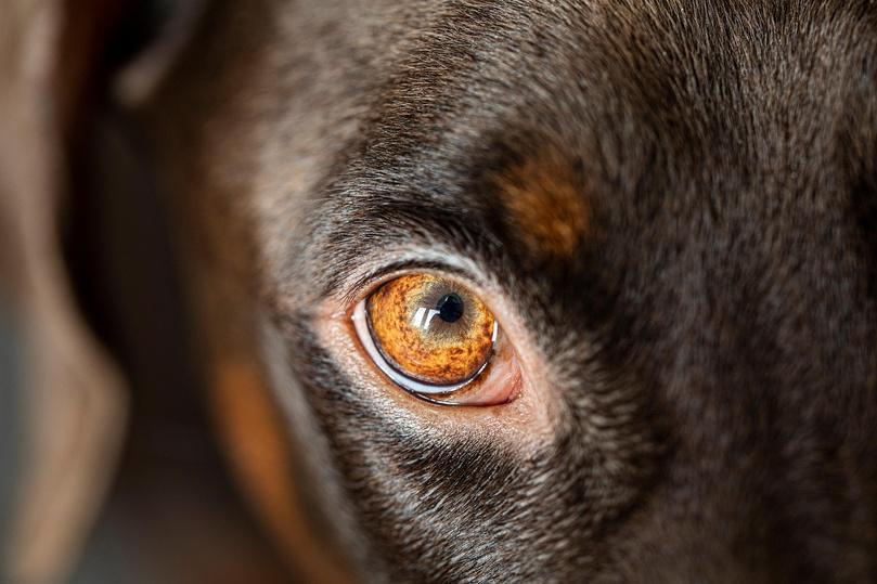 Vieil-Évreux : un chien coincé entre deux murs depuis quatre jours sauvé par les pompiers