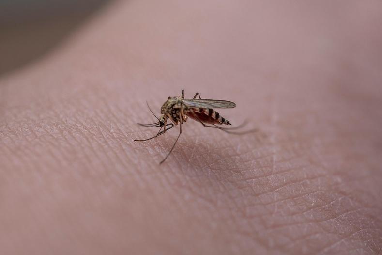 Espèces nuisibles : l’ARS Normandie appelle à la vigilance face aux risques pour la santé cet été