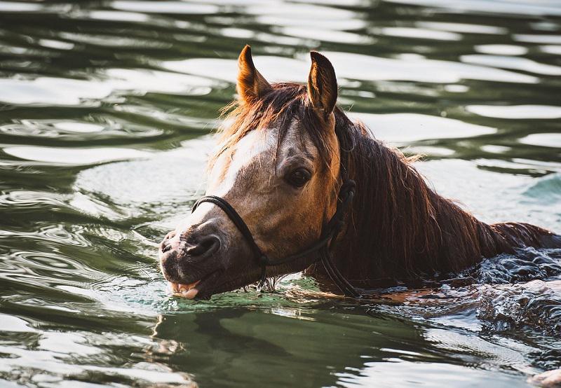 Eure : un cheval tombé dans une piscine secouru par les sapeurs-pompiers au Cormier