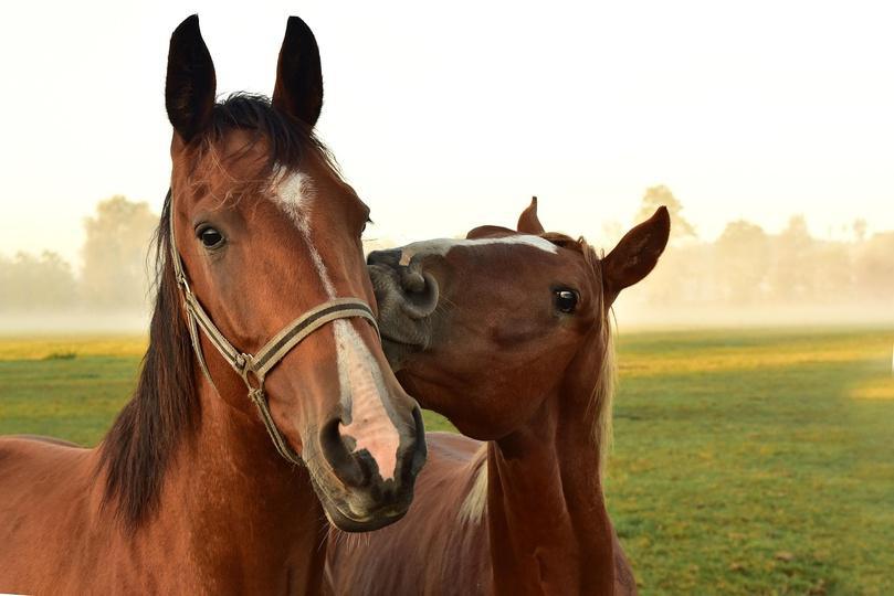 Chevaux mutilés en Seine-Maritime : une enquête élargie après de nouveaux actes de cruauté