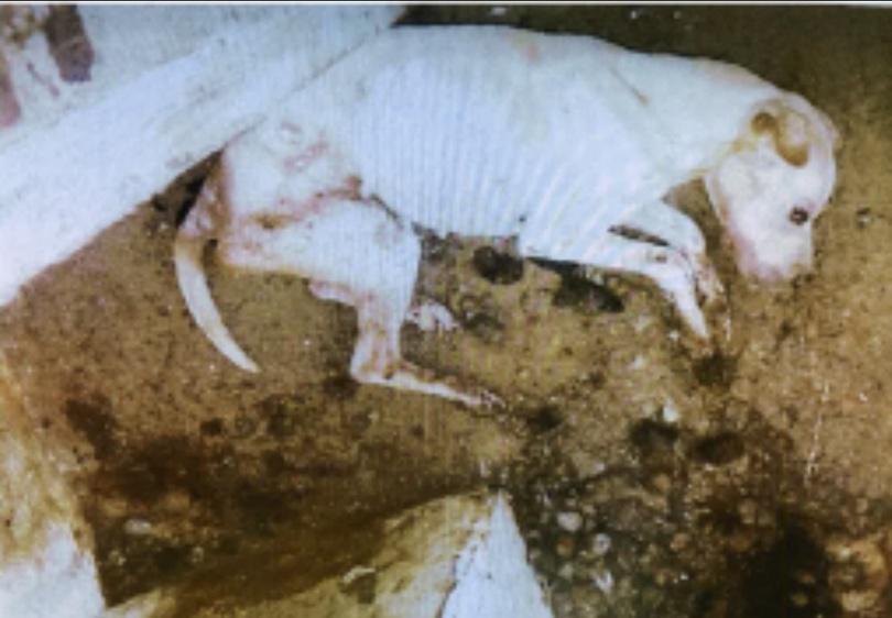 Maltraitance animale : un couple jugé au Havre après la découverte d’un chien agonisant dans un cagibi à Bolbec 