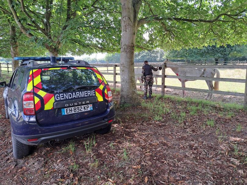  Affaire des chevaux mutilés en Seine-Maritime : un suspect en garde à vue, annonce la procureure du Havre
