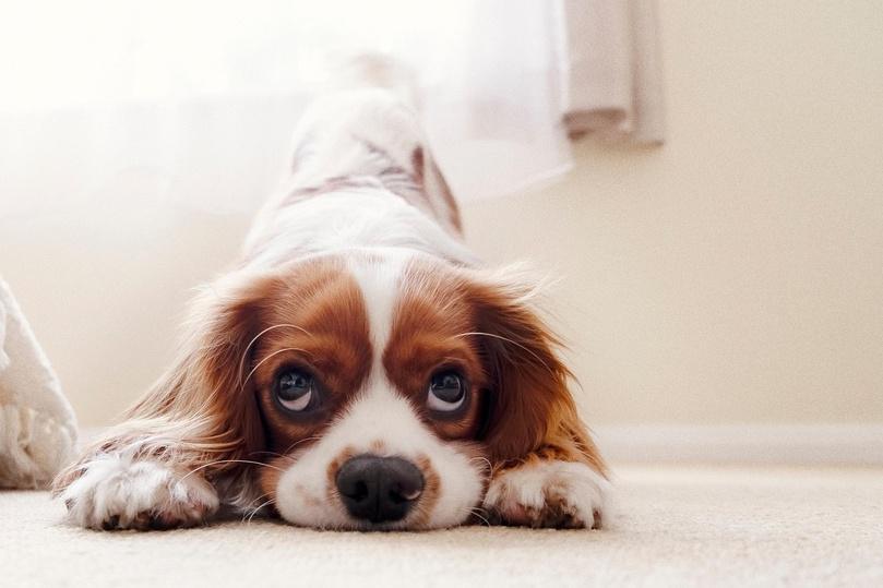 Rouen : un petit chien attaqué et blessé mortellement par un staff non tenu en laisse