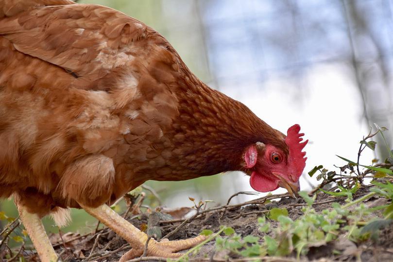 Un foyer de grippe aviaire détecté à Luneray en Seine-Maritime : la préfecture prend des mesures 