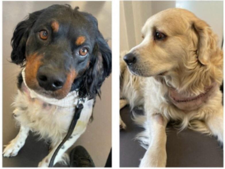 Deux chiens poignardés dans l'Eure par leur maître suicidaire : une association réclame justice  Deux chiens poignardés dans l'Eure par leur maître suicidaire : une association réclame justice