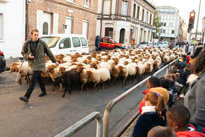 De Saint-Michel à la ferme de Navarre : la transhumance revient à Évreux du 25 au 28 novembre De Saint-Michel à la ferme de Navarre : la transhumance revient à Évreux du 25 au 28 novembre