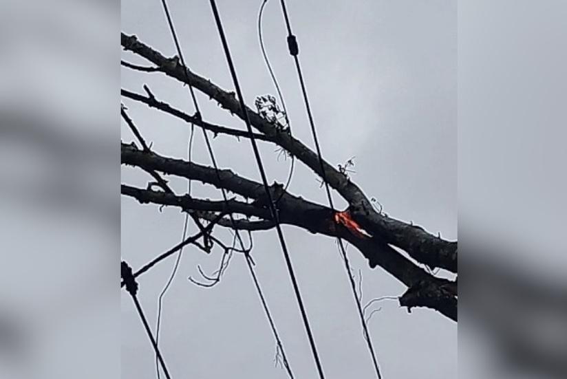 Caténaire endommagée par un arbre entre Val-de-Reuil et Vernon : le trafic Rouen–Paris paralysé plusieurs heures Caténaire endommagée par un arbre entre Val-de-Reuil et Vernon : le trafic Rouen–Paris paralysé plusieurs heures
