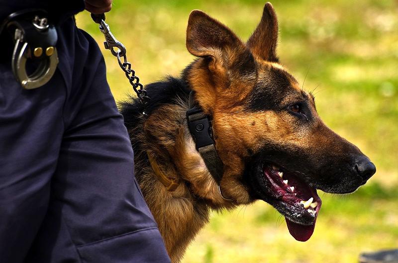 Evreux : un résident du foyer Adoma démasqué par le chien anti-drogue de la police Evreux : un résident du foyer Adoma démasqué par le chien anti-drogue de la police