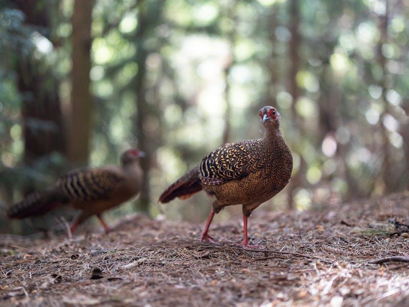 Grippe aviaire : un premier foyer détecté dans un élevage de faisans des Yvelines