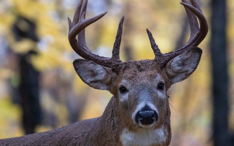 Orne : deux chasseurs jugés à Argentan après l’achèvement d’un cerf dans la propriété de Luc Besson Orne : deux chasseurs jugés à Argentan après l’achèvement d’un cerf dans la propriété de Luc Besson