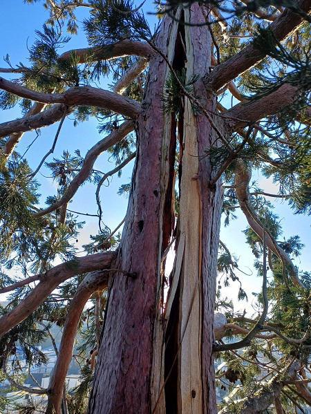 Séquoia endommagé à Evreux : la tempête Goretti l’a fragilisé, mais il sera conservé Séquoia endommagé à Evreux : la tempête Goretti l’a fragilisé, mais il sera conservé