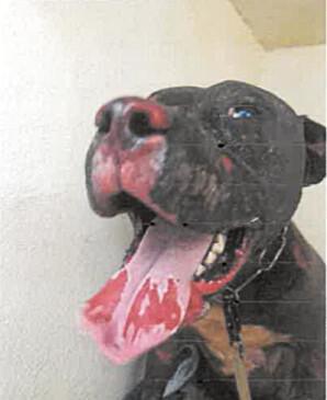 Tina, brûlée vive par un voisin à Vire : un procès très attendu à Caen, ce lundi 23 février