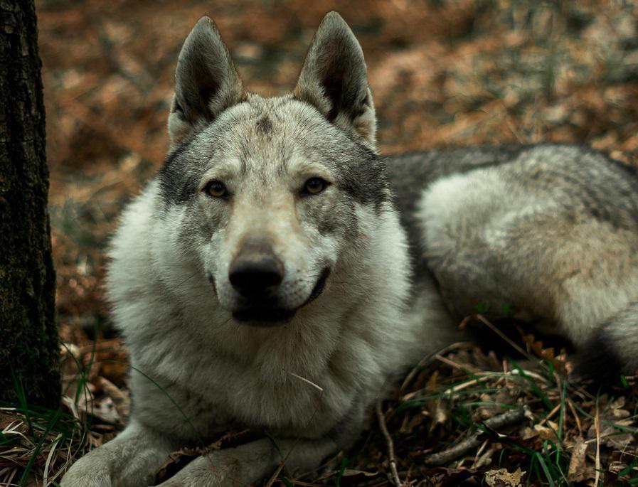 Ménilles et Pacy-sur-Eure : deux chiens loup tchécoslovaques capturés après une série d’attaques Ménilles et Pacy-sur-Eure : deux chiens loup tchécoslovaques capturés après une série d’attaques