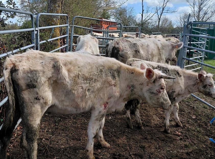 Près de 200 bovins saisis dans le Calvados : tensions lors de l’intervention, l’OABA dénonce une entrave