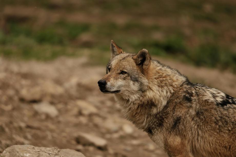 Un loup repéré en Seine-Maritime : « un indice de présence isolé », selon la préfecture