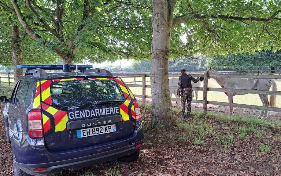Chevaux tués et mutilés en Seine-Maritime : l’affaire rejugée en appel, à Rouen