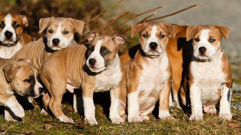 A Darnetal Pres De Rouen Ils Volent Sous La Menace Sept Chiots American Staffordshire
