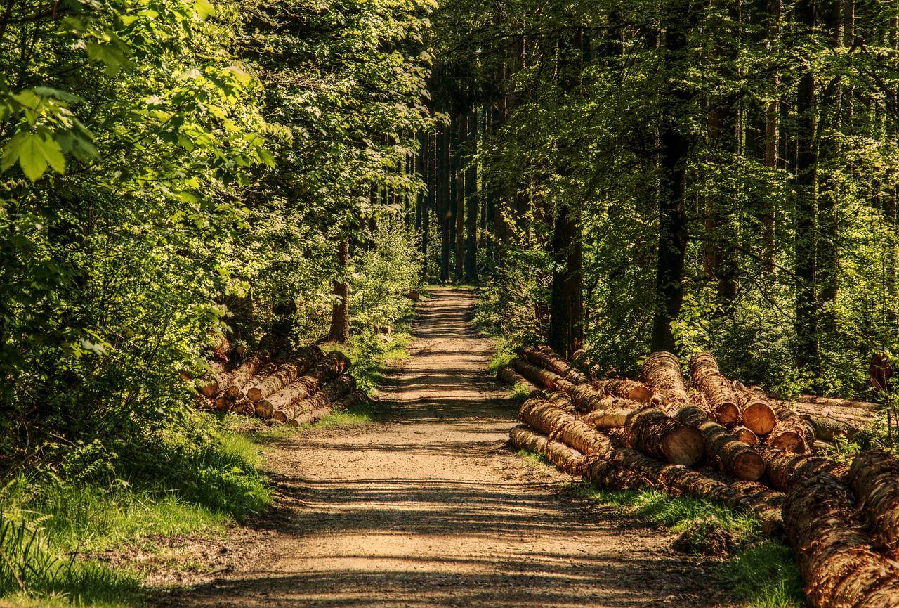 Le Cadavre D Un Dieppois De 48 Ans Decouvert En Foret D Arques La Bataille