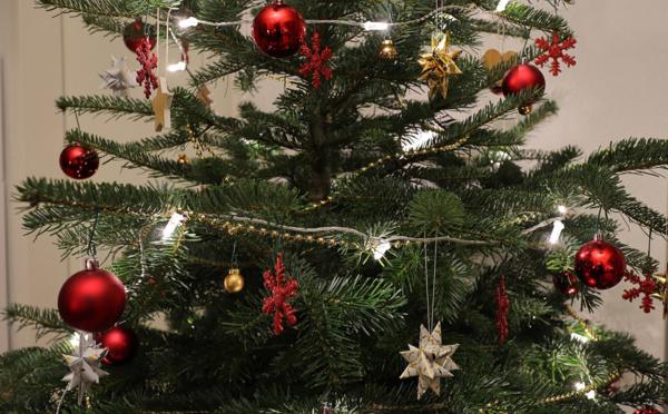 Après les fêtes, recyclez votre sapin : 
au Havre, des points de collecte sont mis en place dans toute la ville