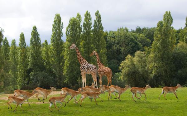 Les animaux du ZooSafari de Thoiry s’invitent sur vos téléphones pendant le confinement