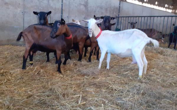 Le ministre de l’Agriculture en visite à la chèvrerie d’Élise près de Pacy-sur-Eure ce vendredi