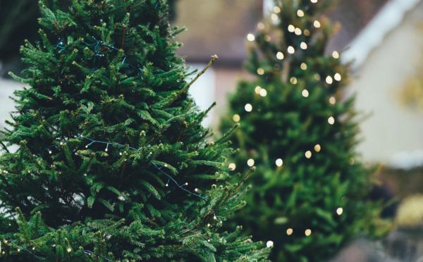 Le Havre recycle les sapins de Noël : 37 points de collecte mis en place dans toute la ville 