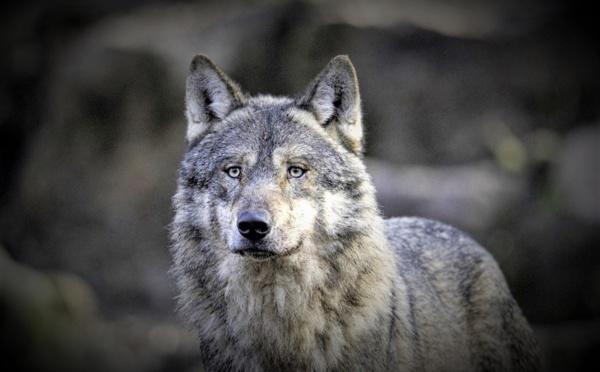 Le retour du loup dans l'Eure ? Une certitude plus qu'une hypothèse à en croire les premiers indices