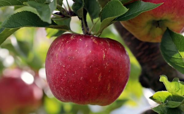 La pomme en fête au château de Martainville, en Seine-Maritime, le 25 septembre 