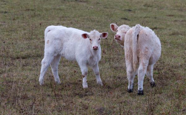 Seine-Maritime. Deux veaux bloqués dans un herbage inondé secourus à Sommery