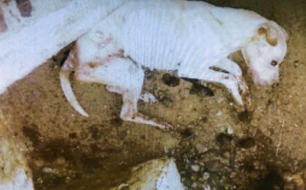 Maltraitance animale : un couple jugé au Havre après la découverte d’un chien agonisant dans un cagibi à Bolbec 
