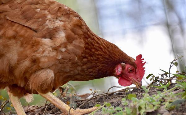 Un foyer de grippe aviaire détecté à Luneray en Seine-Maritime : la préfecture prend des mesures 