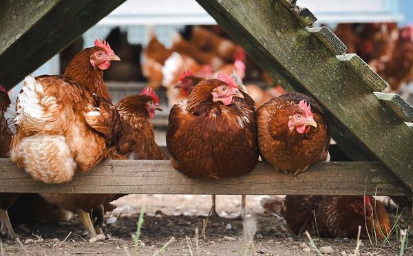 Seine-Maritime : levée de la zone de surveillance autour de Luneray après le foyer d’influenza aviaire