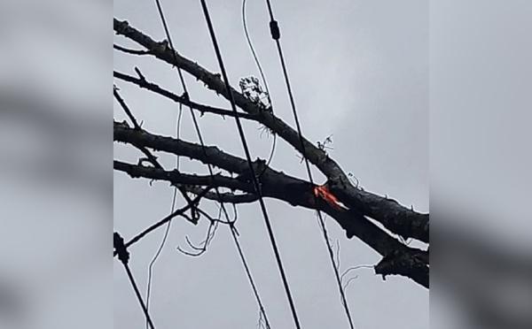 Caténaire endommagée par un arbre entre Val-de-Reuil et Vernon : le trafic Rouen–Paris paralysé plusieurs heures
