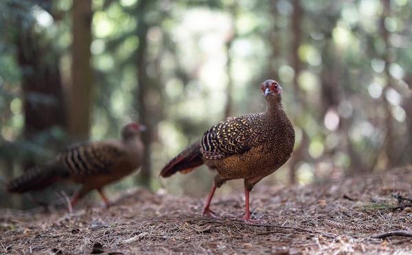 Grippe aviaire : un premier foyer détecté dans un élevage de faisans des Yvelines