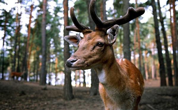 Orne : deux chasseurs jugés à Argentan après l’achèvement d’un cerf dans la propriété de Luc Besson