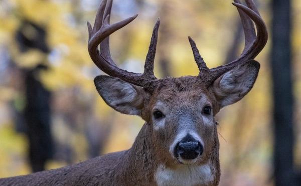 Orne : deux chasseurs jugés à Argentan après l’achèvement d’un cerf dans la propriété de Luc Besson