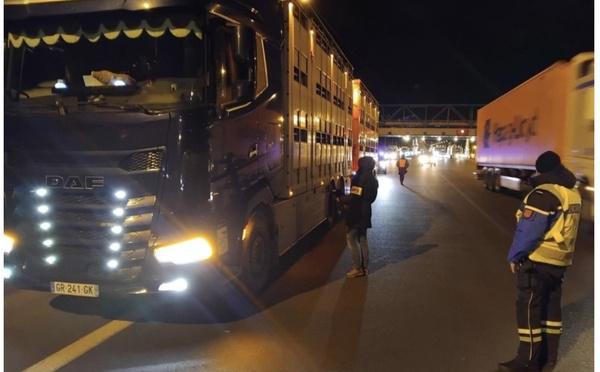 Dermatose nodulaire contagieuse : contrôles renforcés sur les transports de bovins en Seine-Maritime