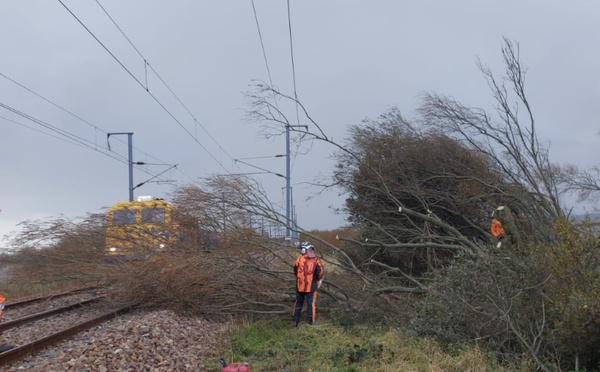 Un arbre tombé sur les voies et heurté par un train perturbe la ligne Rouen–Dieppe
