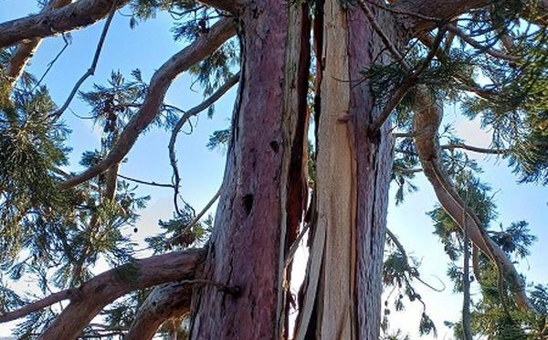 Séquoia endommagé à Evreux : la tempête Goretti l’a fragilisé, mais il sera conservé