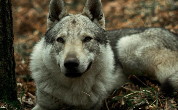 Ménilles et Pacy-sur-Eure : deux chiens loup tchécoslovaques capturés après une série d’attaques