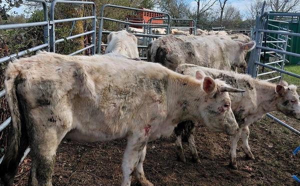Près de 200 bovins saisis dans le Calvados : tensions lors de l’intervention, l’OABA dénonce une entrave