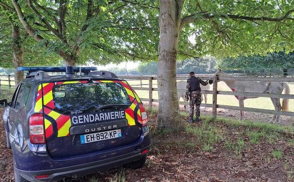 Chevaux tués et mutilés en Seine-Maritime : l’affaire rejugée en appel, à Rouen