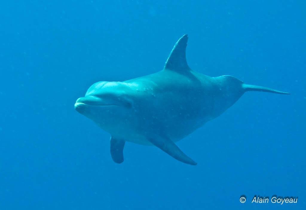 Rocio est un Grand Dauphin (Tursiops truncatus) du groupe de Petite Terre en Guadeloupe.