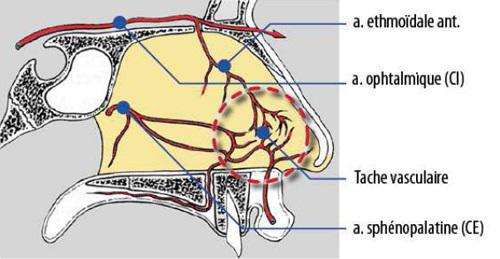 anatomie de la vascularisation de la cloison nasale