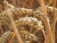 Crise alimentaire: les experts inquiets