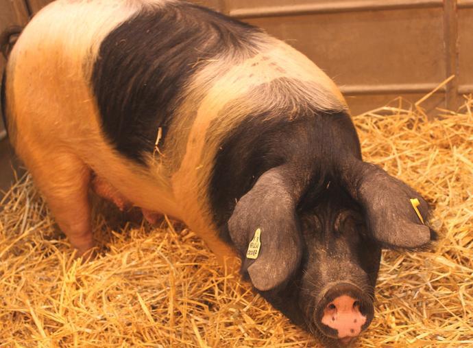 Le porc, symbole de la confrontation entre islam et christianisme