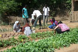 Des sénégalais exploitent la terre en partenariat avec l'Ecole Soufie Internationale. 