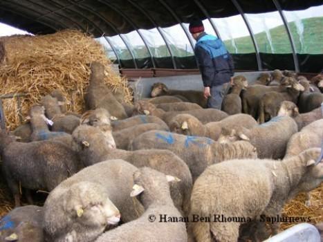 Aïd el-Kébir 2011 : les préfectures s’activent