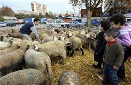 Aïd el-Kébir 2011 : les régions les mieux préparées de France