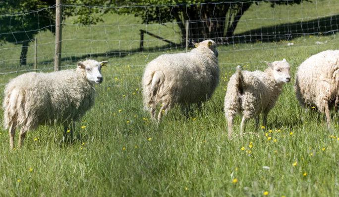 Aïd el-Kébir : des moutons aux prix qui donnent le tournis